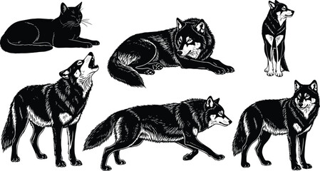Detailed Black Silhouette Set of Wolves and Wild Cat Animals in Various Howling Standing and Lying Poses for Wildlife and Nature Design Vector Illustration © Yeasrin
