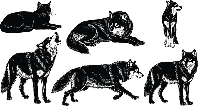 Detailed Black Silhouette Set of Wolves and Wild Cat Animals in Various Howling Standing and Lying Poses for Wildlife and Nature Design Vector Illustration