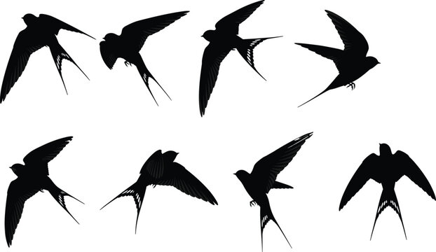 Different Poses and Angles of Hirundinidae with Split Tails Collection