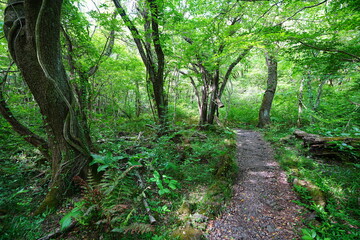 fine spring path through old forest