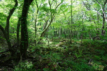 Obraz premium old wild forest in the spring sunlight 