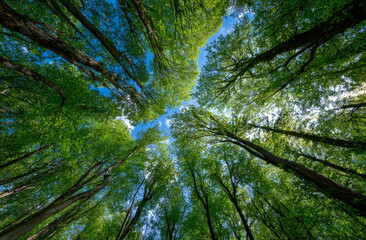 Fototapeta premium Wide-angle view of lush green forest canopy with tall trees and vibrant foliage under a bright blue sky