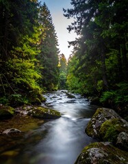 Obraz premium Flowing river through lush forest illuminated by sunlight