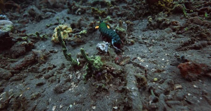 Peacock mantis shrimp or Odontodactylus scyllarus underwater on sea bottom