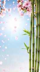 Japanese Spring Background with Cherry Blossoms and Bamboo　Falling Sakura Petals and Tranquil Natural Harmony