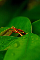 Close-up of lush green leaves with dew drops, showcasing intricate textures and vibrant natural beauty