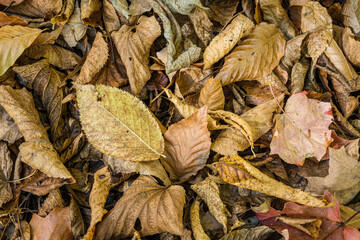 Close-up of dry fallen leaves covering the ground in natural tones. Organic texture suitable for background use, seasonal design, and nature concepts.