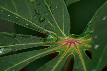 Close-up of a vibrant green tropical leaf adorned with intricate reddish veins and glistening water droplets, capturing the essence of nature's delicate beauty and freshness