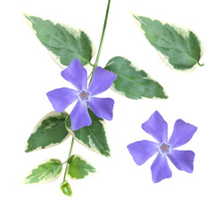 美しいツルニチニチソウの草花