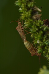 Close-up macro shot of two insects mating on a plant in the natural environment