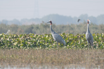 Pair of Sarus Cranes