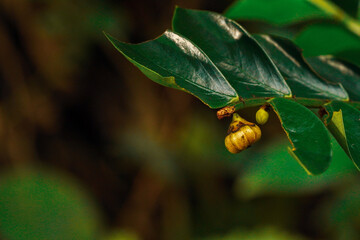 Close-up of a delicate, ripening fruit or seed pod on a leafy green plant with blurred background