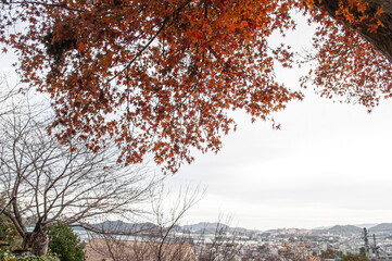 冬空の街を見下ろす紅葉 / Autumn Leaves Overlooking a Suburban Town in Winter

