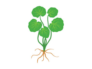 Naklejka premium Asiatic Plant Gotu Kola Illustration