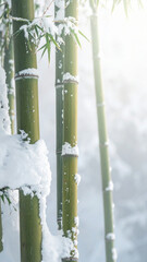 Snowy Bamboo Forest Background　Minimal Japanese Winter Nature Background with Copy Space