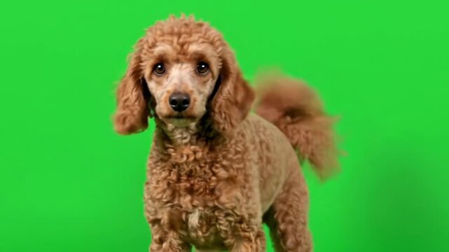 Adorable poodle dog sitting patiently on a vibrant green screen background, looking directly at the camera.