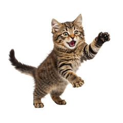 Obraz premium Playful tabby kitten reaching out isolated on transparent background
