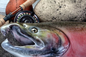 Close up head shot of a trophy mature spawn coho salmon on natural river rock stone background plus fly fishing equipment like reel and rod