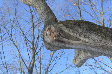 oak tree branch stub on a blue sky in the park