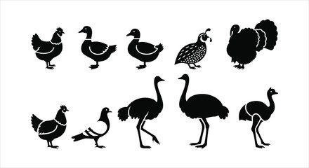 Assortment of avian creature silhouettes, showcasing common poultry and majestic ground-dwelling birds