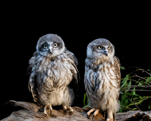 Pair of Barking Owls