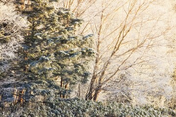 冠雪の北アルプスの乗鞍高原の樹氷