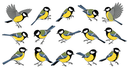 Naklejka premium Multiple illustrations of lively great tits with their distinctive black, white, yellow, and green plumage, captured in different natural behaviors.