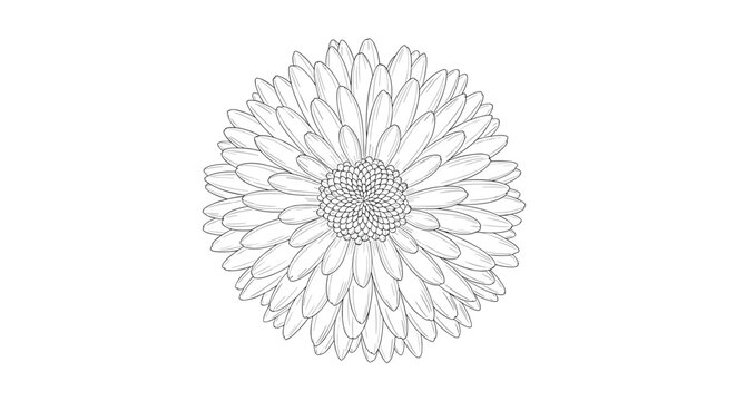 A detailed black and white line art illustration of a beautiful gerbera daisy flower with numerous petals and a prominent center.