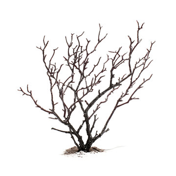 leafless shrub with multiple twisted woody branches against a tree transparent background