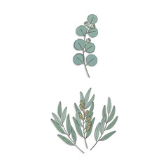 Eucalyptus Leaves and Branches Isolated on White Background