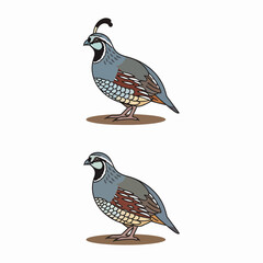 Captivating Quail: A Study of Graceful Birds in Their Natural Habitat