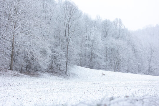 winter forest in the snow with lone deer in distance