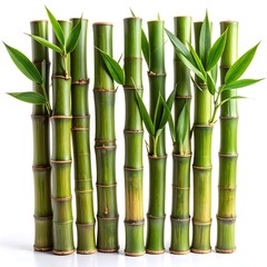 Fototapeta premium Natural bamboo stems showcasing vibrant greenery high resolution picture