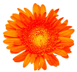 Orange Gerbera Flower Isolated on White Background
