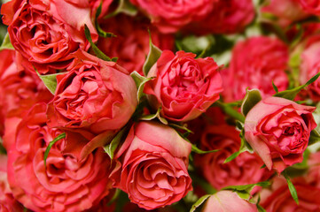 Obraz premium A vibrant bouquet of lush, pink roses in full bloom, showcasing their delicate petals and fresh green stems