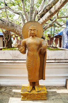 Beautiful standing statue of Lord Buddha in dhyan mudra on the grounds of the Seema Malaka Buddhist temple located on Beira Lake,built by architect Geoffrey Bawa,1976 in Colombo,Sri Lanka