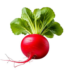 Fresh radish with green leaves isolated on white background