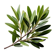 Fresh olive branch with green leaves isolated on white background