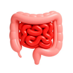 3D illustration of the human intestines (small and large), representing the digestive system and gut health.