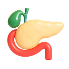 3D rendering of the pancreas, duodenum, and gallbladder, illustrating digestive and endocrine system anatomy.
