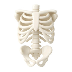3D render of the human torso skeleton, showing the ribs, spine, and pelvis, representing orthopedic anatomy.