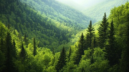 Fototapeta premium Lush green mountain valley forest; nature background