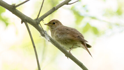 robin on branch