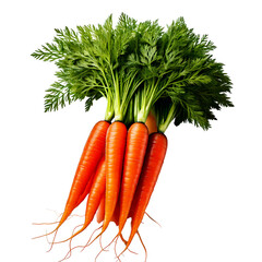 Fresh bunch of carrots with green leaves on white background