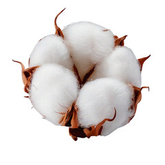 Freshly harvested cotton boll on white background