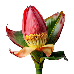 Beautiful banana flower isolated on white background