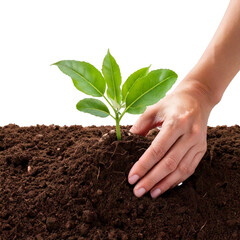 Planting a small green tree in the soil with care