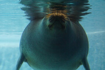 アザラシ © Nick029