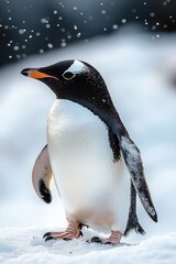 Obraz premium A solitary penguin standing on snow as snowflakes fall, alert and serene with bright orange beak, black-and-white feathers and an icy blurred background