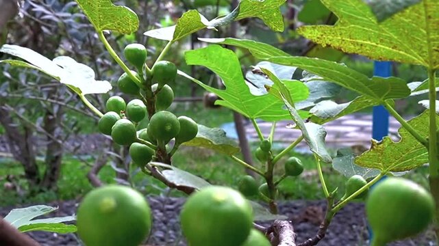 video of fresh ripe fig fruit hanging on the tree branch, emphasizing healthy organic superfood, agriculture, gardening, and natural freshness concepts for culinary and wellness projects